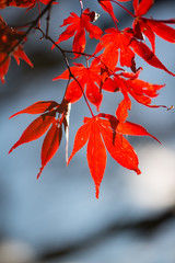 Red maple leaves on tree