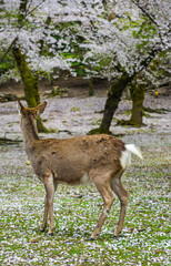 Wild deer in the cherry blossom season