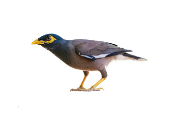 Common myna isolated on white background