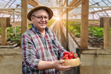 Senior happy farmer smiling and holding ripe organic tasty strawberries  in wooden bowl at greenhouse greenery farm. Year-round process  of Gardening and growing berries conept
