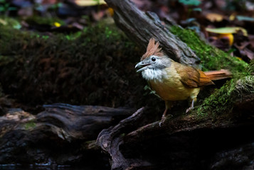 Yellow bird perching on dead wood