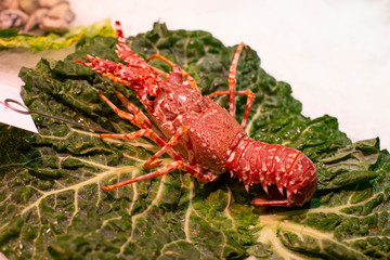 red big fresh natural spiny lobster that also known as rock lobsters or crayfish on the ice