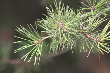pine tree branch