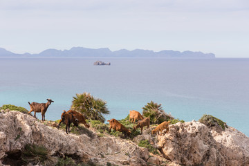 Fototapeta na wymiar Herd of goats at the mediterranean coast line of Mallorca
