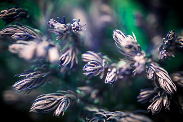Fototapeta na wymiar Blurred defocused background with leaves