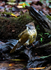 Yellow bird perching on dead wood