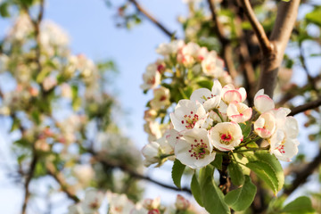 Blooming pear tree in the sunset rays