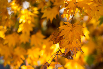 Fototapeta na wymiar Maple leaves on tree show nature concept