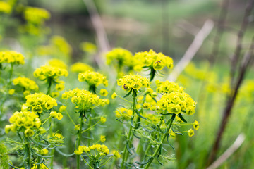 Bright yellow flowers on a meadow. Natural background.