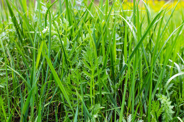 Green grass background. Fresh green grass close up.