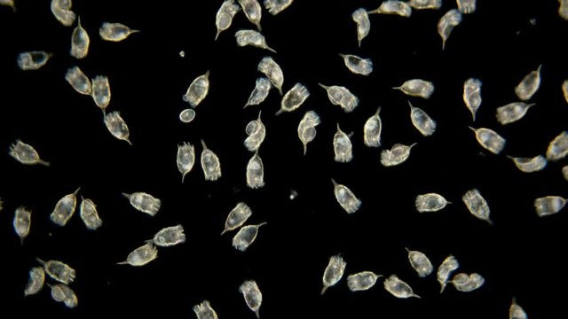 The colony of plankton rotifers Rotifera Keratella Cochlearis, distributed throughout the world, both in salt and freshwater, has a similar protective outer cuticle shell, reproduction in this species