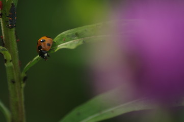 春のてんとう虫