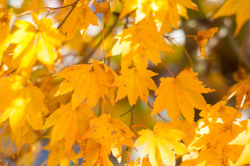 Maple leaves on tree show nature concept