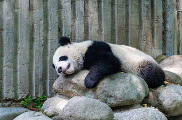 A lazy giant panda resting on its stomach