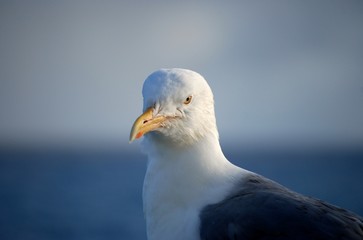 seagull on blue sky background