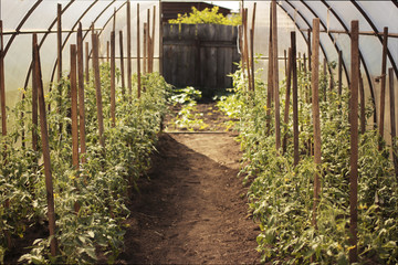 tomatos in greenhouse. Organic concept