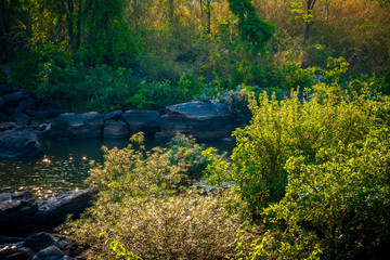 Forest By the Creek