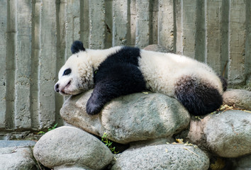 Obraz premium A lazy giant panda resting on its stomach