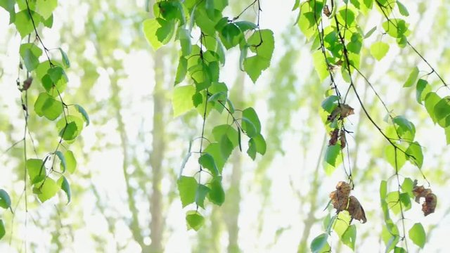 Tender green young birch tree leaves moving on wind slowly