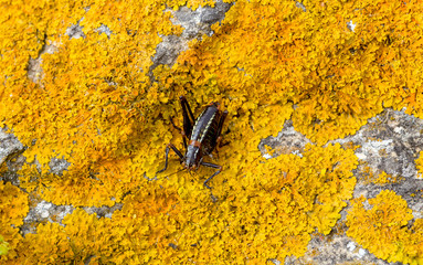 The grasshopper (Poecilimon paros) sitting on the stone close-up