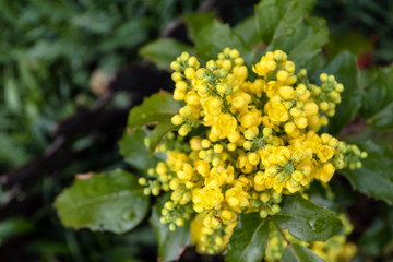 Mahonia aquifolium. Bright yellow flowers of a mahonia japonica bush.