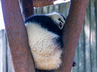 A lazy giant panda resting on its stomach