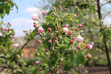  Apple trees bloom gently in pink flowers on a sunny spring day