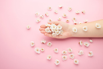 Spring flowers in woman hand. Apricot blossoms, pink background, copy space. Nature herbal cosmetics for hand or body skin care.
