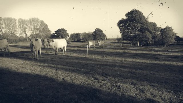 A small herd of white cows, bulls and calves in a graze, in the late afternoon. Old, yellowed black and white used footage. Vintage movie effects with spots.