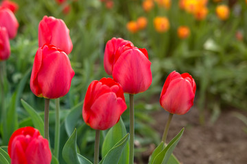 Tulips in the garden