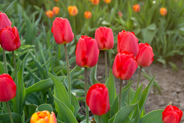 Tulips in the garden