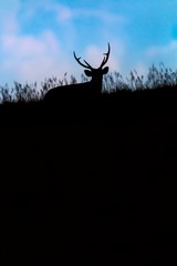 Silhouette of barking deer
