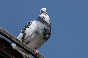 Pigeon. Dove. Beautiful pigeon close up. City birds.