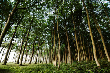 Beech trees forest at coastline