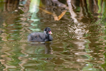 Close up of Eurasian common moorhen (Gallinula chloropus)