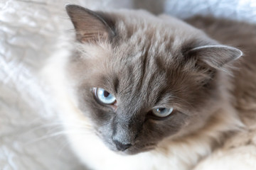 Ragdoll cat, close up on face