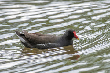 Close up of Eurasian common moorhen (Gallinula chloropus)