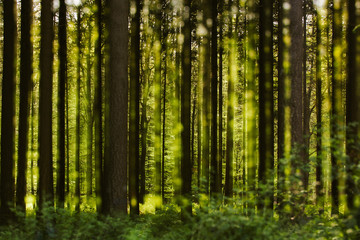 Green forest with sunlight in the background 