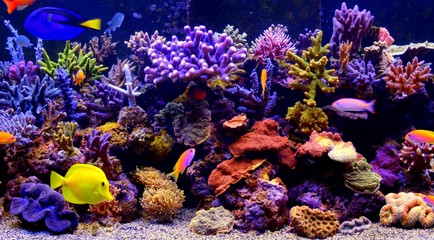 colorful coral and tropical fish