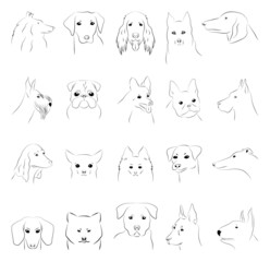 vector outline images of dogs of different breeds: collie, corgi, doberman, scottish terrier, jack rassel terrier, bullterrier, dachshund, akita inu, irish red setter, spitz, chihuahua and others