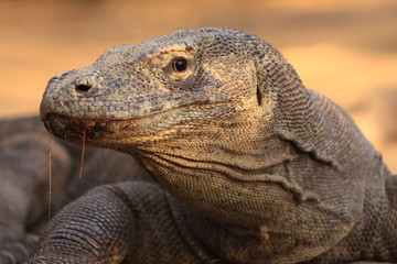 Komodowaran, die letzten Drachen mit Blut an der Schnauze