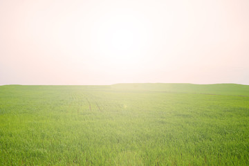 Obraz na płótnie Canvas Beautiful landscape of green field. Sunset in the evening.