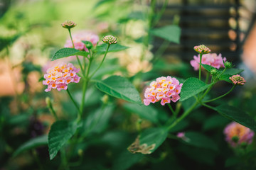 Lantana Flowers