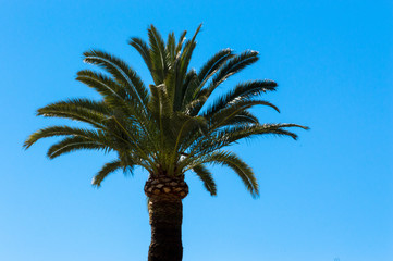 Palms in Cap Martin, French Riviera