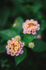 Lantana Flowers