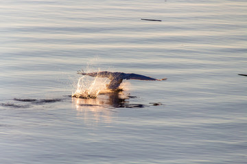 Lindau Schwan