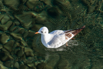 Lindau Möve