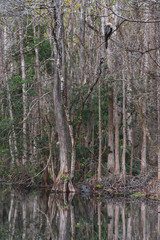 an alligator on the shore and cormorant birds in the trees of Florida wetlands