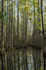 daytime reflections in a Cypress Swamp