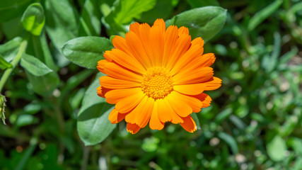 orange flower
